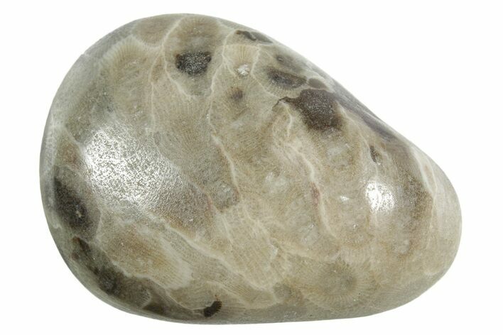 Polished Petoskey Stone (Fossil Coral) - Michigan #348593
